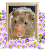 ハムスターの火葬(ポテト)