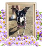 ポロンちゃんの追悼写真（犬の火葬）