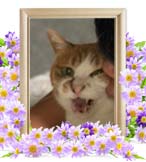 ポンちゃんの追悼写真（猫の火葬）