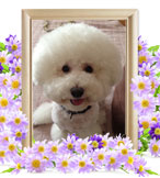 犬火葬(マシュマロ)