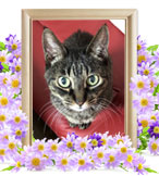 マチ仔ちゃんの追悼写真（猫の火葬）