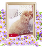 犬の火葬(マミ)