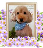 マメタロウちゃんの追悼写真（犬の火葬）