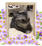 猫の火葬(マリリン)