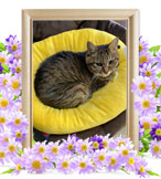 猫火葬(マリン)