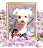 マリンちゃんの追悼写真（犬の火葬）