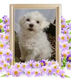 マルちゃんの追悼写真（犬の火葬）