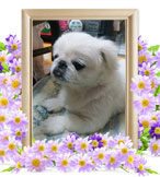 犬の火葬(マロ)