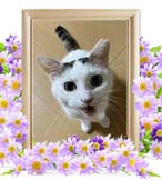 マロちゃんの追悼写真（猫の火葬）