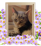 猫の火葬(マロン)