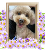 犬の火葬(マロン)