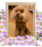 犬火葬(マロン)