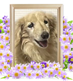 犬火葬(マロン)