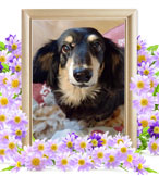 マロンちゃんの追悼写真（犬の火葬）