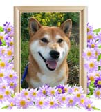 マロンちゃんの追悼写真（犬の火葬）