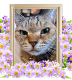 猫の火葬(マーブル)