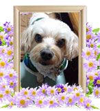 マールちゃんの追悼写真（犬の火葬）