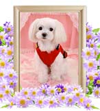 ミクちゃんの追悼写真（犬の火葬）