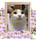 猫の火葬(ミケ)