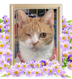 猫の火葬(ミケ)