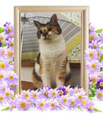 ミケちゃんの追悼写真（猫の火葬）
