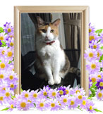 ペットの火葬(ミケコ)