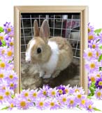 ミニョンちゃんの追悼写真（小動物の火葬）