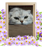 猫の火葬(ミネ)