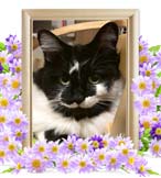 ミャーちゃんの追悼写真（猫の火葬）