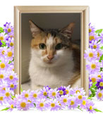 猫の火葬(ミュー)