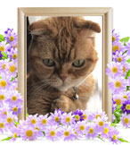 猫の火葬(ミルキィ)