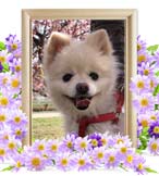 ミルキーちゃんの追悼写真（犬の火葬）