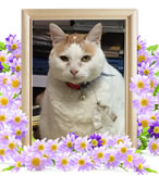 猫の火葬(ミルク)