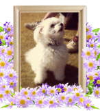 犬火葬(ミルク)