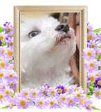 ミルクちゃんの追悼写真（犬の火葬）