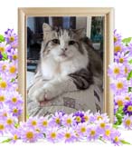 ミルクちゃんの追悼写真（猫の火葬）