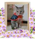 ミルフィーちゃんの追悼写真（猫の火葬）