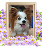 犬の火葬(ミレ)