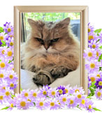 猫の火葬(ミー)