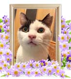 ミーコちゃんの追悼写真（猫の火葬）