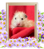 ムギちゃんの追悼写真（小動物の火葬）