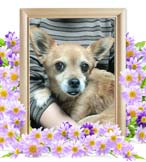ムーちゃんの追悼写真（犬の火葬）