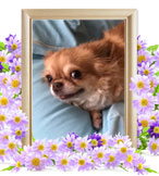 犬の火葬(メイ)