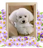 メリーちゃんの追悼写真（犬の火葬）