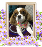 犬の火葬(メル)