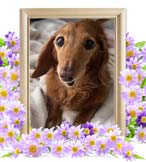 メロちゃんの追悼写真（犬の火葬）