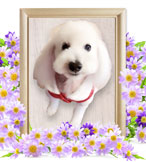 犬の火葬(モコ)