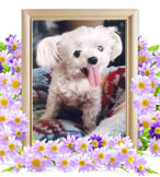 ペット火葬(モコ)