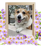 モコちゃんの追悼写真（犬の火葬）