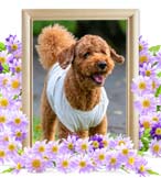 モコちゃんの追悼写真（犬の火葬）